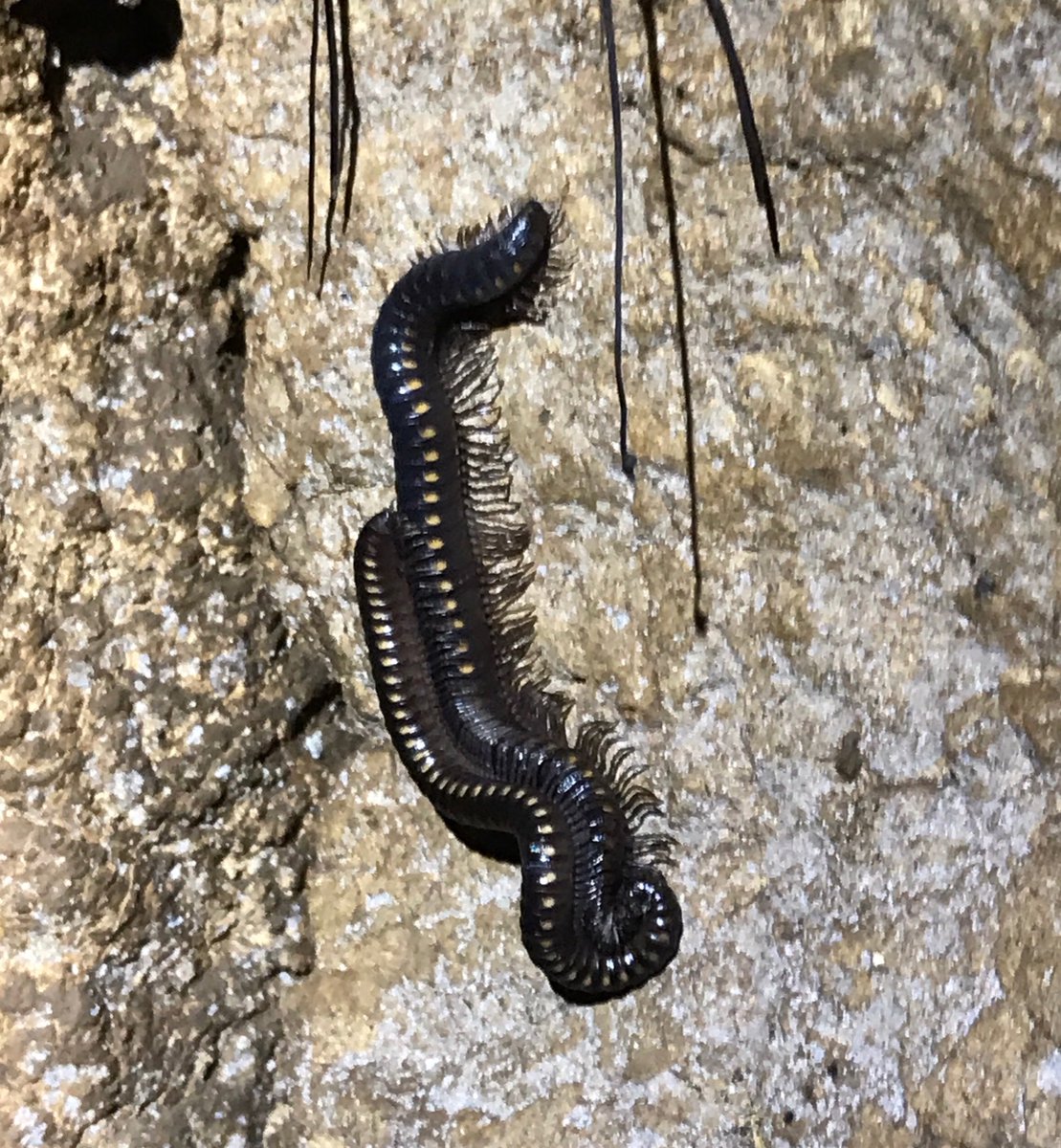 PVaughanEcology's tweet photo. #ProjectProteus Speleobiology at Trebinje, Bosnia Herzegovina. Today I saw a Cave Salamander Proteus anguinus in its natural, underground waterbody habitat (a washed-in Trout was also present). Other Cave fauna seen included Cave Crickets and the pictured Apfelbeckia insculpta. https://t.co/SNzsXay758