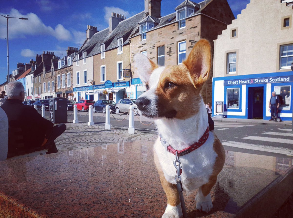 RuePup's tweet photo. Treating myself to an ice cream and fish supper at the Anstruther Fish Bar #corgi #anstruther #enjoyingmyweekend https://t.co/GmuG1YXRl1