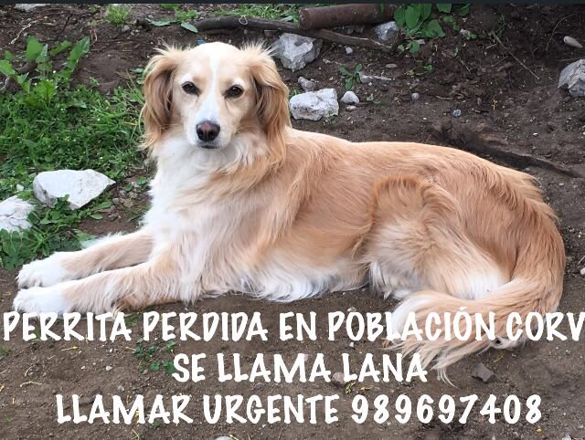 RigoJofre's tweet photo. Atentos en #Coyhaique. Perrita perdida. Ayude con un RT 👈🏼 https://t.co/ej2WrDFz3Q