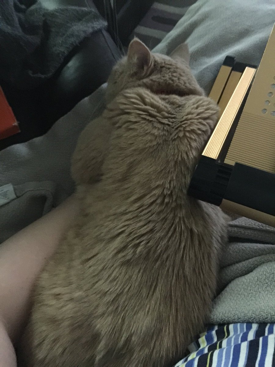 pompeii79's tweet image. #Caturdaycoding #emailgeeks #onehandedcoding