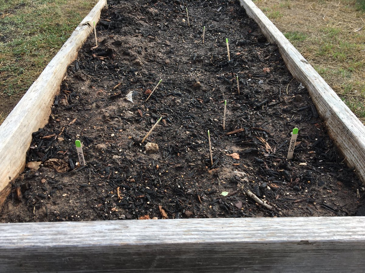 KatinaOsth's tweet image. We&apos;ve planted our radishes! Ty hey should terminate in 10 days and be harvested in one month! The kids were excited! #SKawesomesince1967 #CSISD #jrmastergardener #science