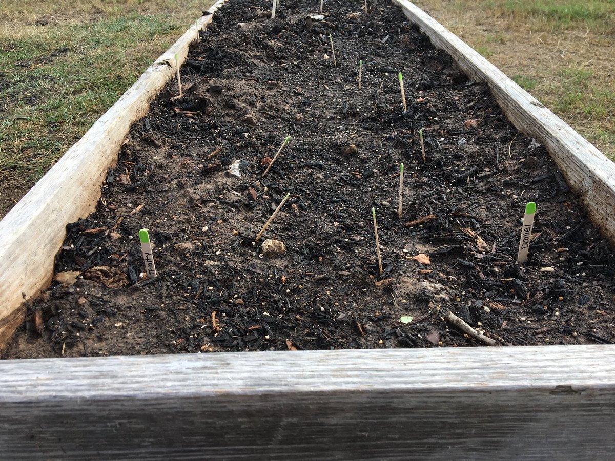 KatinaOsth's tweet image. We&apos;ve planted our radishes! Ty hey should terminate in 10 days and be harvested in one month! The kids were excited! #SKawesomesince1967 #CSISD #jrmastergardener #science