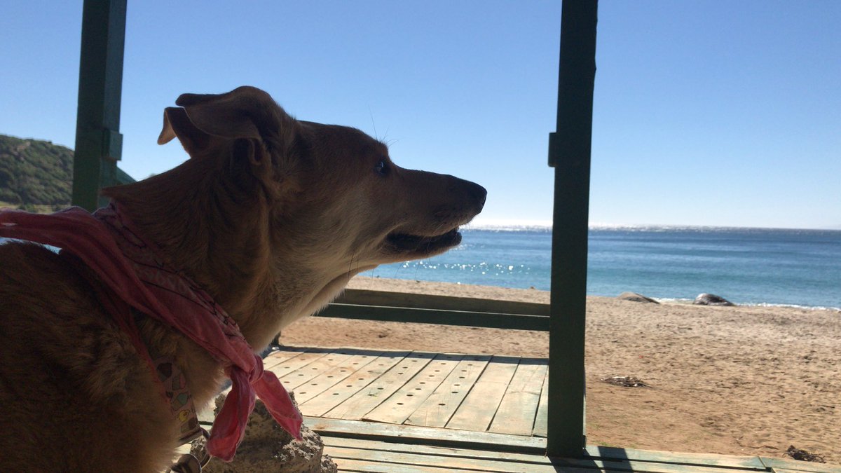 Hoy esta de cumple mi amor Suri Catalina. La amo. Es mi mejor amiga, hija, compañera, confidente, roommate, terapeuta, y mucho más. Es mi perro y soy su persona y JAMÁS la voy a abandonar. 7 años de pelos y pelotas, sururu.