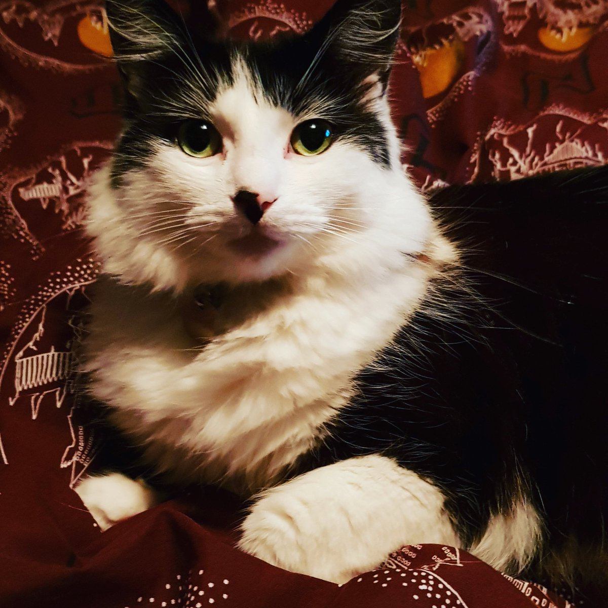Channiifoley92's tweet photo. My cute little boy #cutekitty https://t.co/IjaNPQpLo1