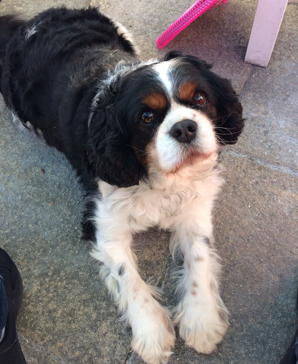 Morganlaing3's tweet photo. Today was a really tough day. Today I lost a really close family member and friend of mine. I’m got him on my 8th birthday and today he sadly passed away. He is in a better place right now. I’ll miss him so much. RIP my friend xx😔😩😭 2010-2018 https://t.co/FSJdUW1JCU