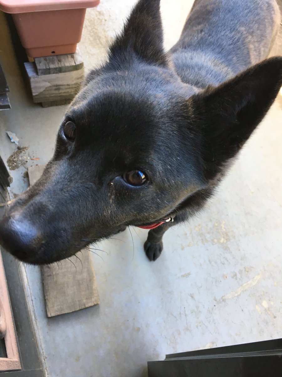 甲斐犬の魅力をひたすら語る 甲斐犬 かいけん は毛並みがすごく特徴的 虎のように模様があってすごくかっこいい んです 色合いによって黒虎 くろとら 中虎 ちゃとら 赤虎 あかとら とあって うちの甲斐犬ちゃんは黒虎 かな 甲斐犬の魅力をひたすら語る 甲斐犬 かいけん は毛並みがすごく特徴的 虎のように模様があってすごくかっこいい んです 色合いによって黒虎 くろとら 中虎 ちゃとら 赤虎 あかとら とあって うちの甲斐犬ちゃんは黒虎 かな