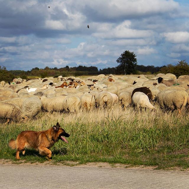 Schafe über #Schafe und ein #Schäferhund 🐕

#hiddensee #schafherde #herde #sheep  #sheepstagram #natureofinsta #inselhiddensee #sheeplove #sheeplover #wirsindinsel #fiftyshades_of_nature_ #nationalgeografictravel #naturephotography #hiddenseeforum bit.ly/2wSO5v0