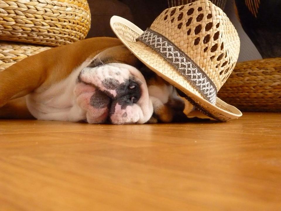 BulldogNoha's tweet photo. And All Your Future Lies Beneath Your Hat.
#bulldog #cutebulldog #bulldogsleeping https://t.co/bkrwVpBd1W