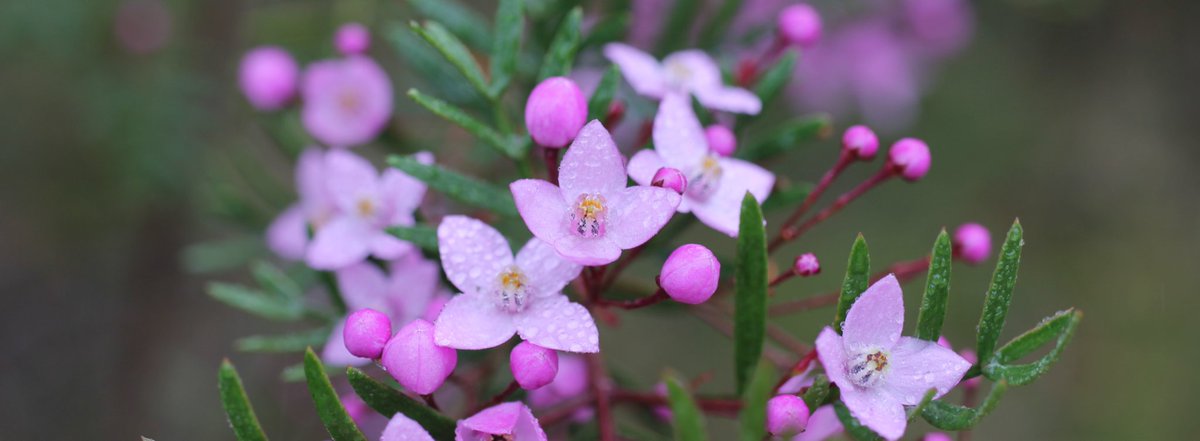CharlotteSimyo's tweet photo. Dragged my husband out for a rainy day walk 🌿🌼🌧🌂Boronia pinnata.
#botanisingwithabump #38weekspregnant #bobbinhead #kuringainationalpark #KuringaiNP #nationalparks #nativeplants #botany https://t.co/BNyu4GpF4I