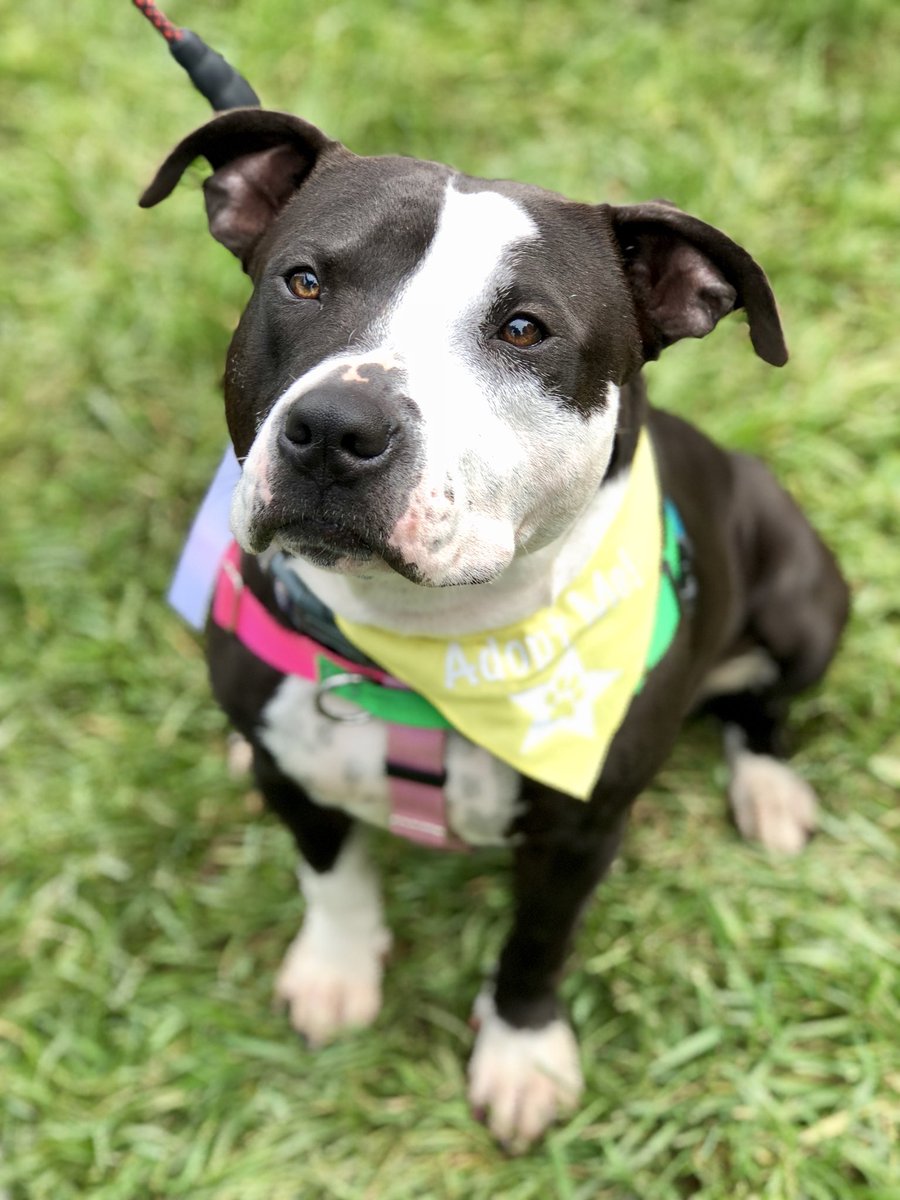 wishuponarescue's tweet image. Pretty girl, Sola, ready to find her fur-ever home! Think she may make a great addition to your family? Go to Wishuponarescue.org to find out more information! Please retweet to help us find this girl a home! #whywerescue  #sola #Illinois #rescuedog #goodgirl #adoptme