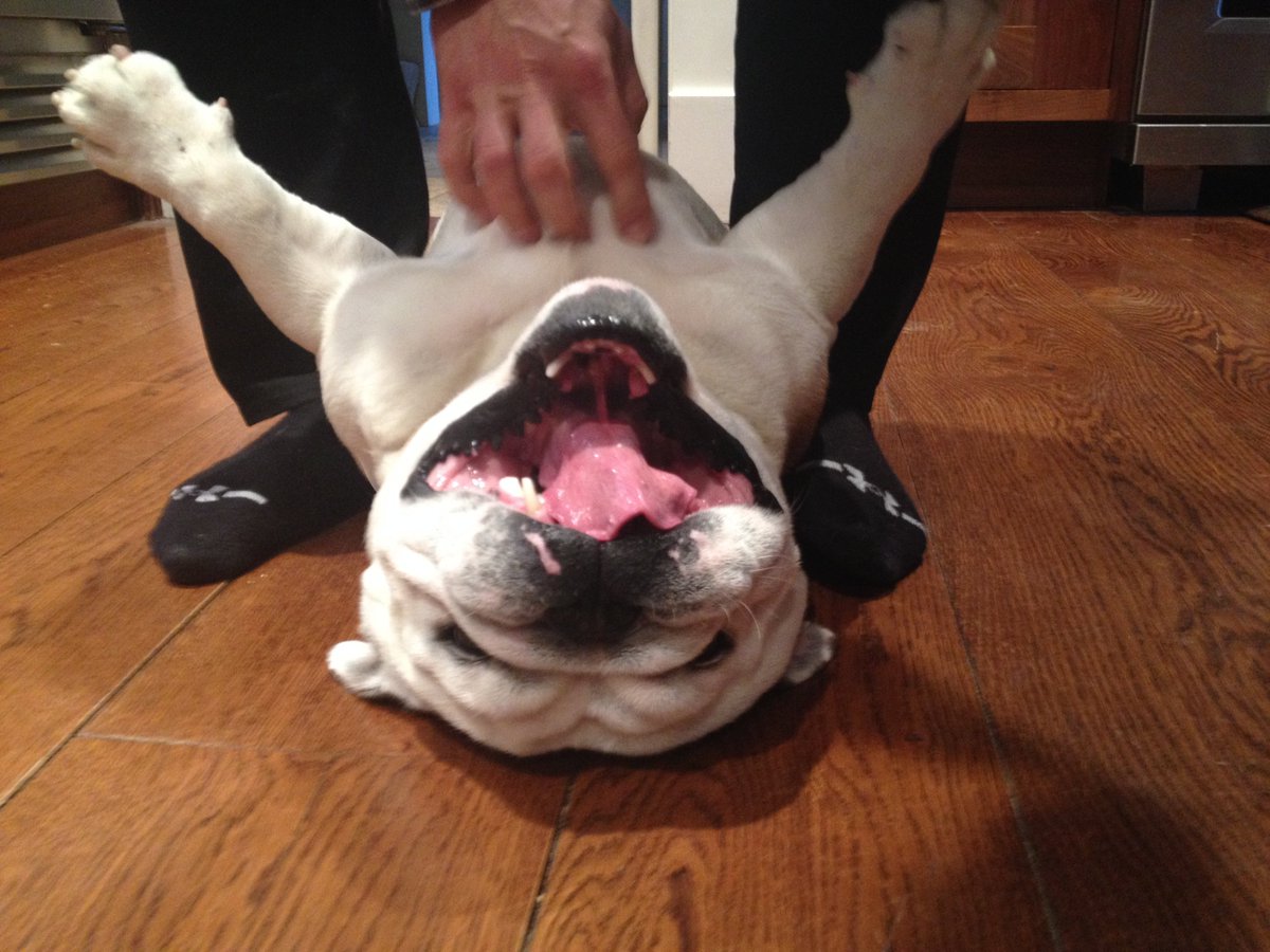 BulldogNoha's tweet photo. This bulldog Wendell LOVES belly scratches. 
#bulldog #englishbulldog #bulldogfun https://t.co/WgUn0PoIcU