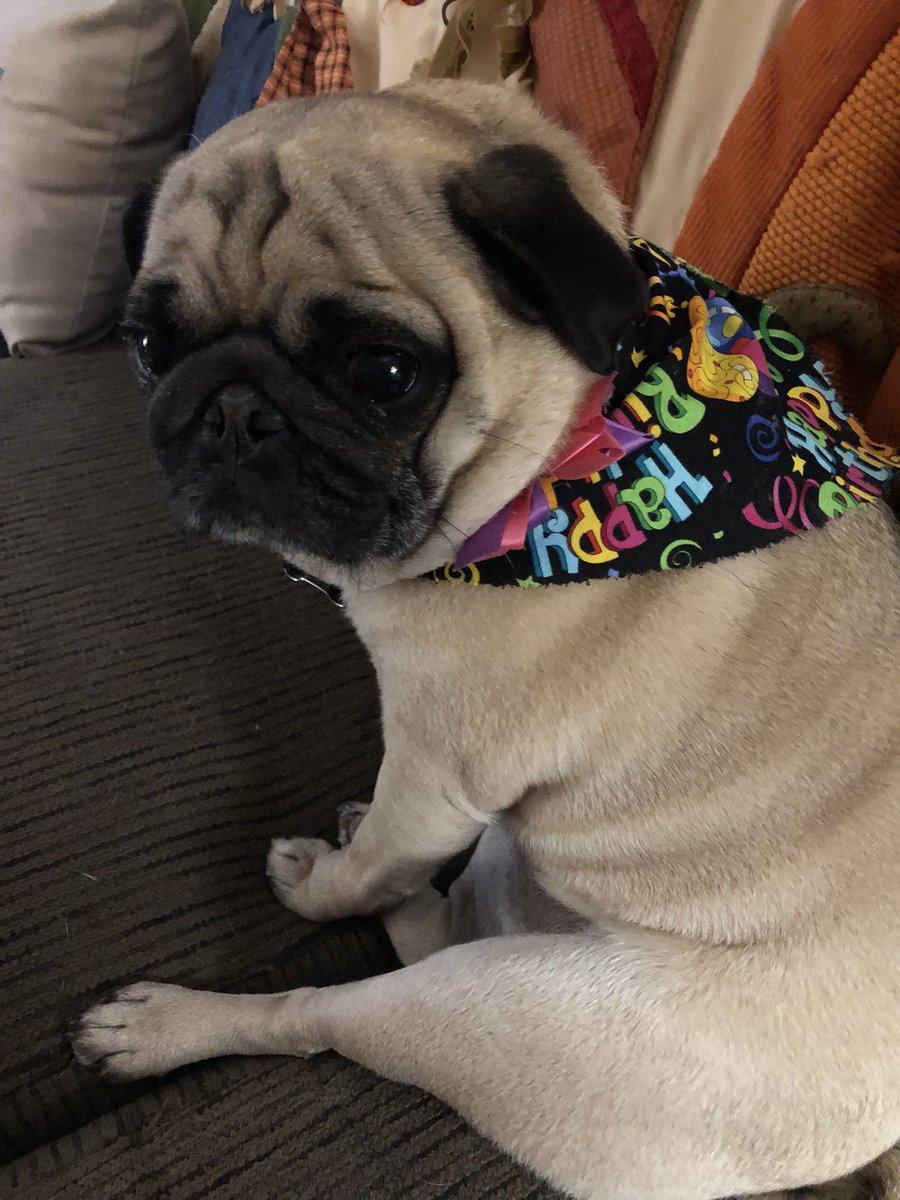 PebblesPug's tweet photo. It’s my birthday!!! Look at my birthday scarf!!! https://t.co/1FYFfjEsGK