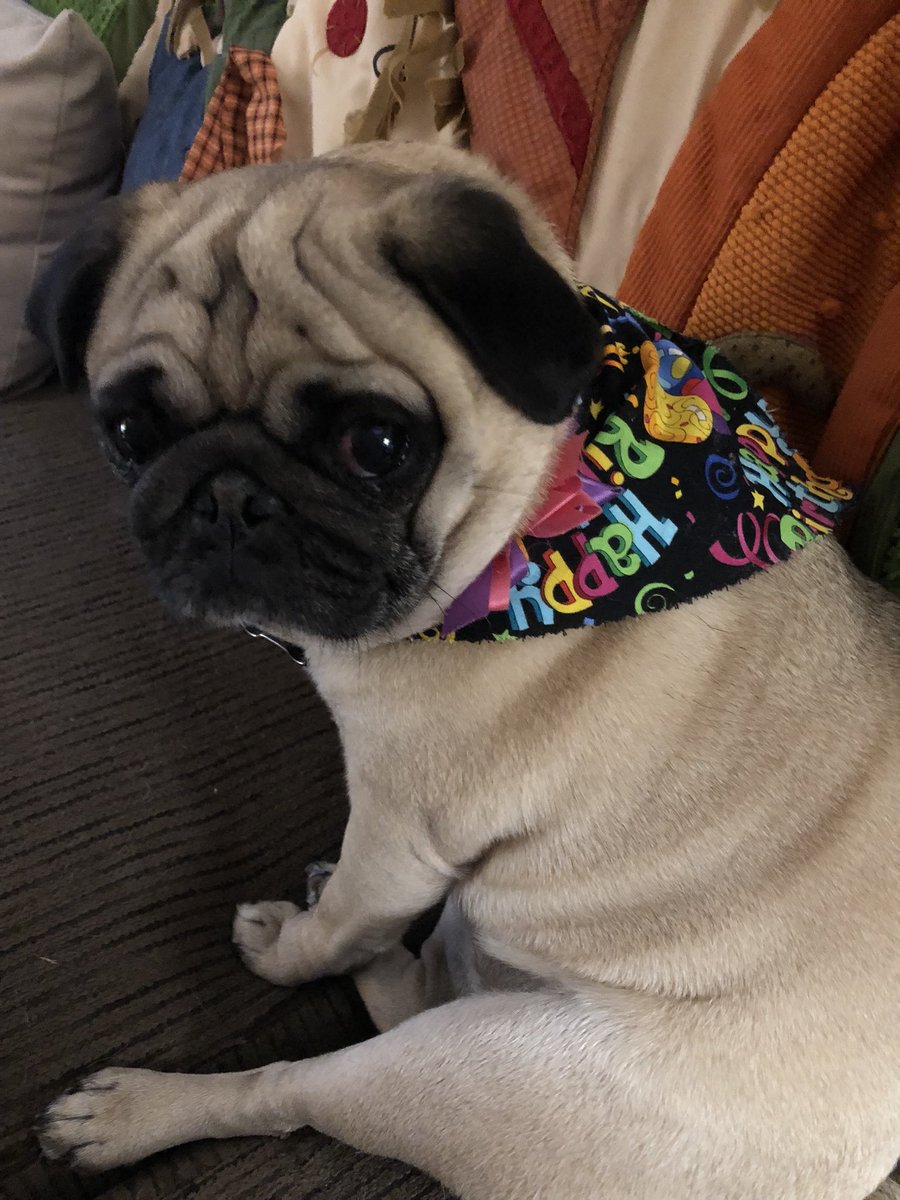 PebblesPug's tweet photo. It’s my birthday!!! Look at my birthday scarf!!! https://t.co/1FYFfjEsGK