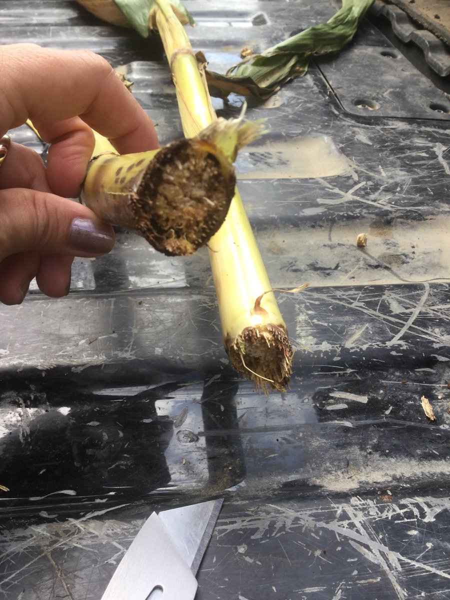 thefarmerette's tweet photo. Well.... this is going to be a fun #harvest18 #wetjune #stalkrot https://t.co/F1Pta3LnmH