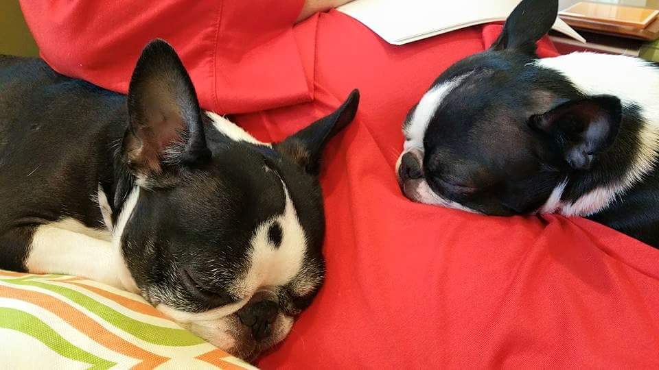 DailyBailey9's tweet image. When Mommy doesn&apos;t go anywhere in the morning, that is the best day.

#bostonterrier #saturdaysnuggles #spoileddoggo #dogsoftwitter