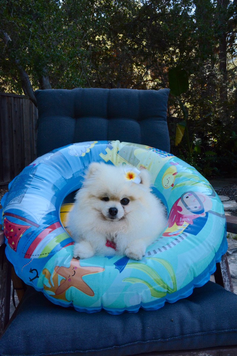 Ready to Swim!      #swim #pooldoughnut #poolfloat #Lounge #ready #saturdayfun #pom #pompom #pomeranian  #dog #dogs #dogstagram #dogsofinstagram   #adorable #cutest #cuteness #cute #pet #petstagram #petsofinstagram #instapet #mydogiscutest #ilovemydog #ilovemypet #weeklyfluff