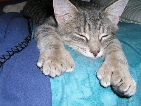AnimalTweeps's tweet photo. I iz not to be disturbed. https://t.co/ySmlZ6T78z