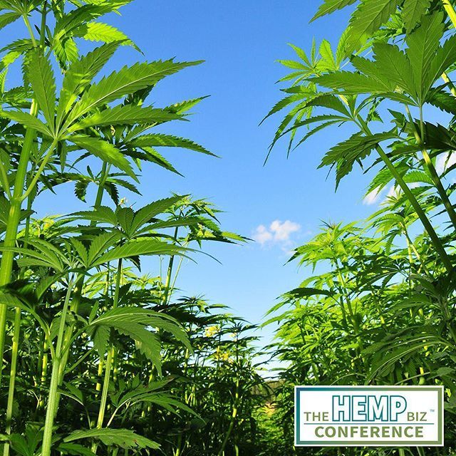 BizHemp's tweet photo. The #FutureofHemp is here. Join us May+2019 in Denver, Colorado. #thisishemp #hempisthefuture #hemp #hempcbd #invest #investinthefuture #hempcbd #hempoil #hempfiber #hempplastic https://t.co/gqMdxwnfve