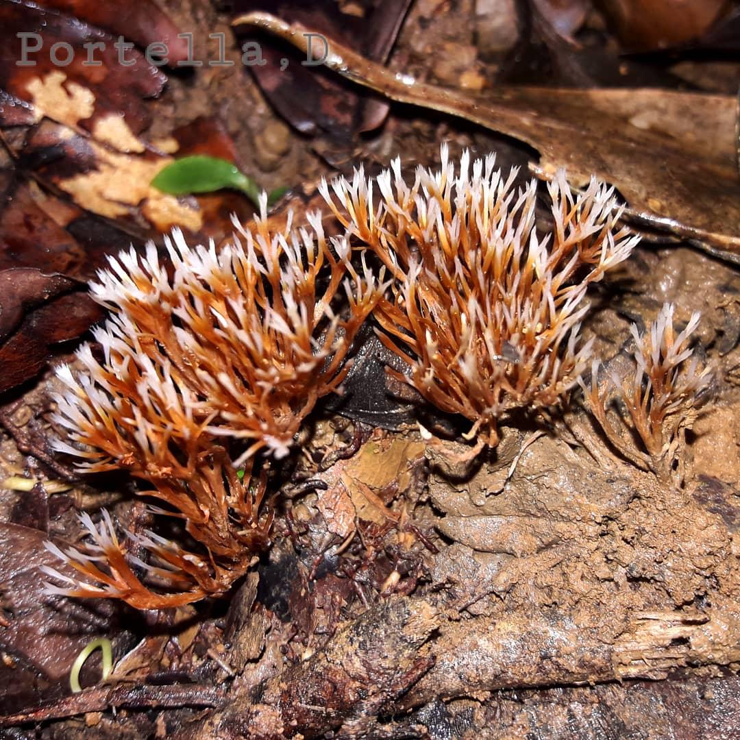 Fungo Coralóide
:
:
:
#hongo #fungo #fungi #fungus #fungos #hongos #cogumelo #cogumelos #eukaryota #mushrooms #mushroom #funghi 
#fungi #biologia #biology #nofilter #micology #biotropica  #fungusphotography #basidiomycota #coraloides #agaricomycetes #cantharellales
#clavulinaceae