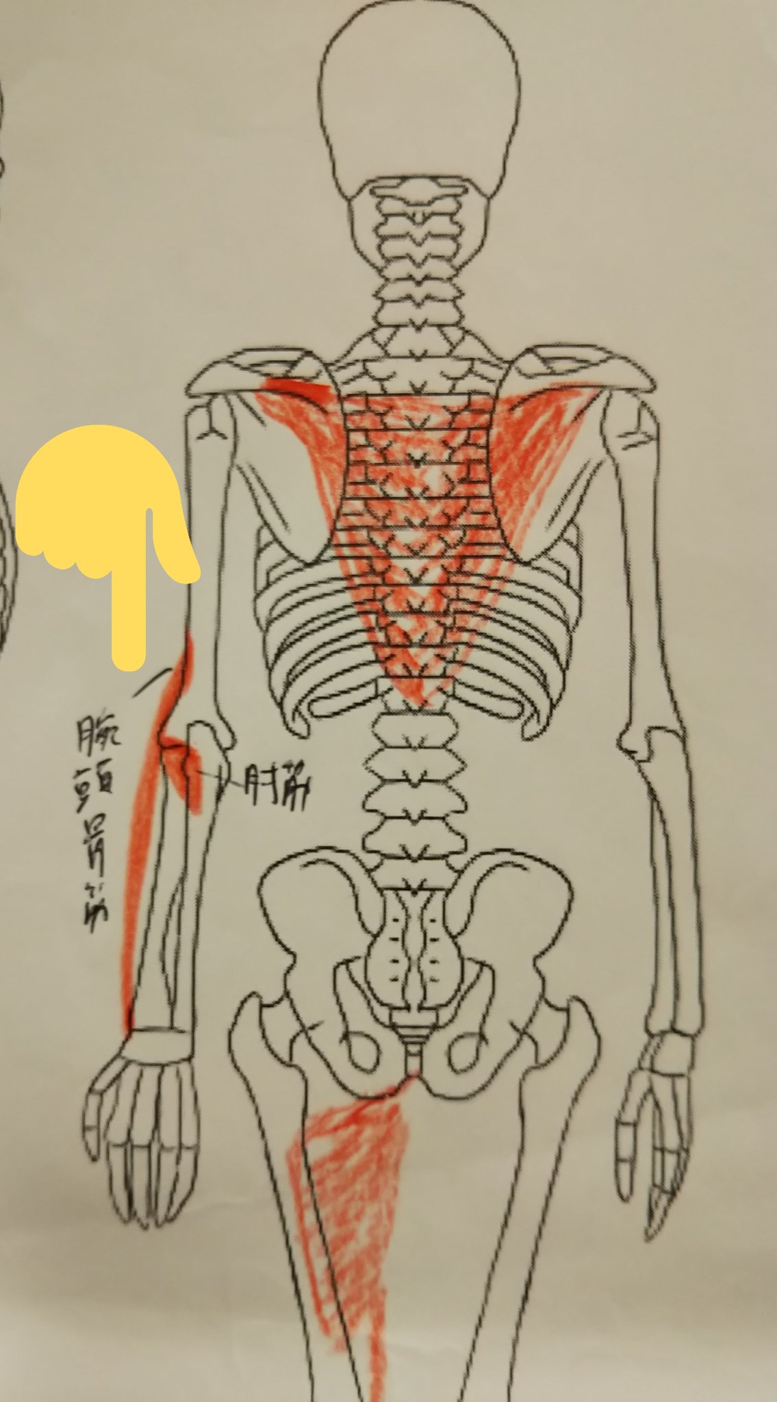きたさん バッティングアドバイザー 誰でも飛ばせる 打てる 簡単なバッティング法則の教科書 朝のお触り倶楽部 短橈側手根伸筋 手根伸筋の作用のおかげで 指を曲げるときの手首が曲がっていく作用を中和することができる また握るときにこの筋が