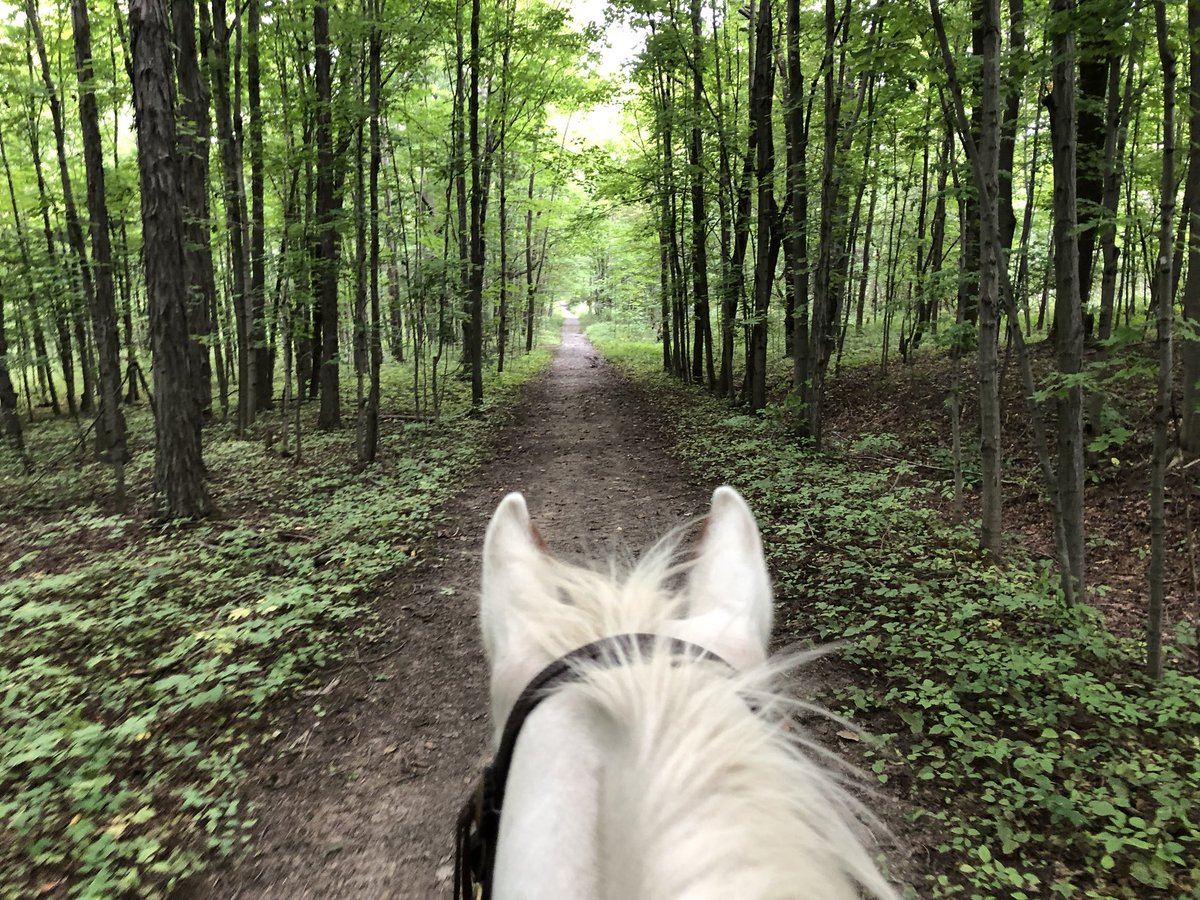 PaintedBar's tweet photo. 20 miles. 7 Riders. 2 Guides. 9 Mounts (1 Mule, 1 Pony & 7 Horses).
0 Raindrops, Bugs, Spooks, and Problems
The perfect all day trail ride.
#fromwhereiride #lifebetweentheears #flx #fingerlakes #trailride #equitrek #equitrekking #horsetravel #myFLXtbex #TBEX @TBEXevents https://t.co/BOSDjjiyrj