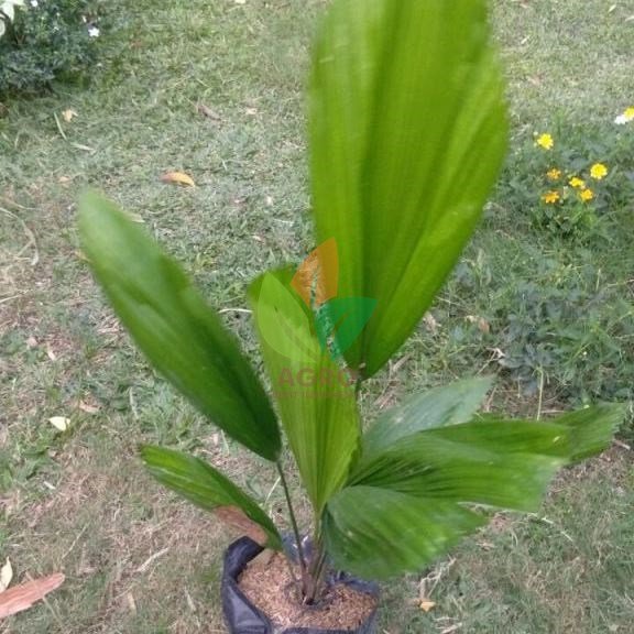 Palemhias Hashtag On Twitter