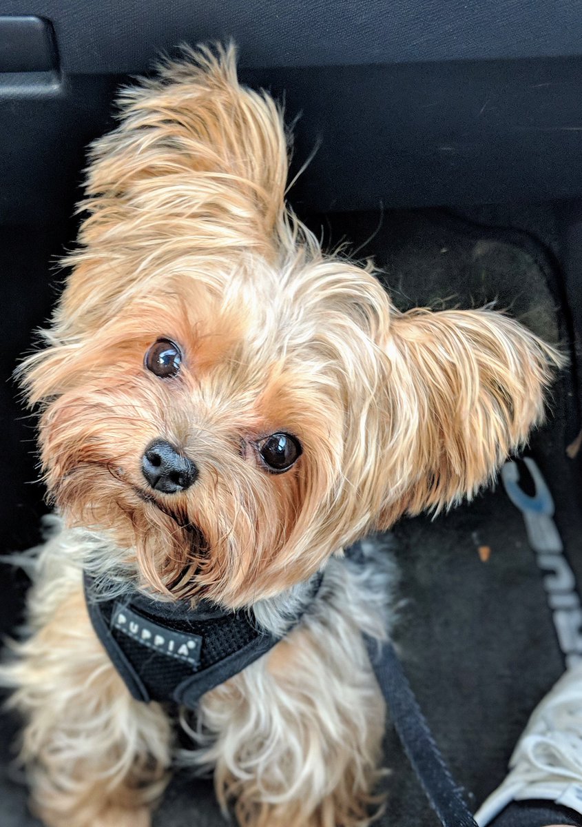 stOOj's tweet photo. @dog_rates Maximum head-tilt. https://t.co/KQPoxxFuoH