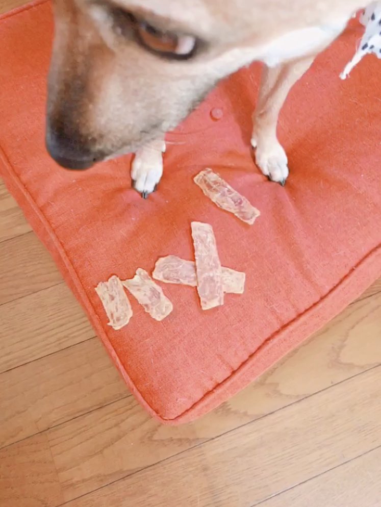 htk__kks's tweet photo. 「ざ」って何よ
早く良しって言ってよー
#犬
#犬好きな人と繋がりたい 
#雑種犬
#いぬ https://t.co/ghsSTTwHMr