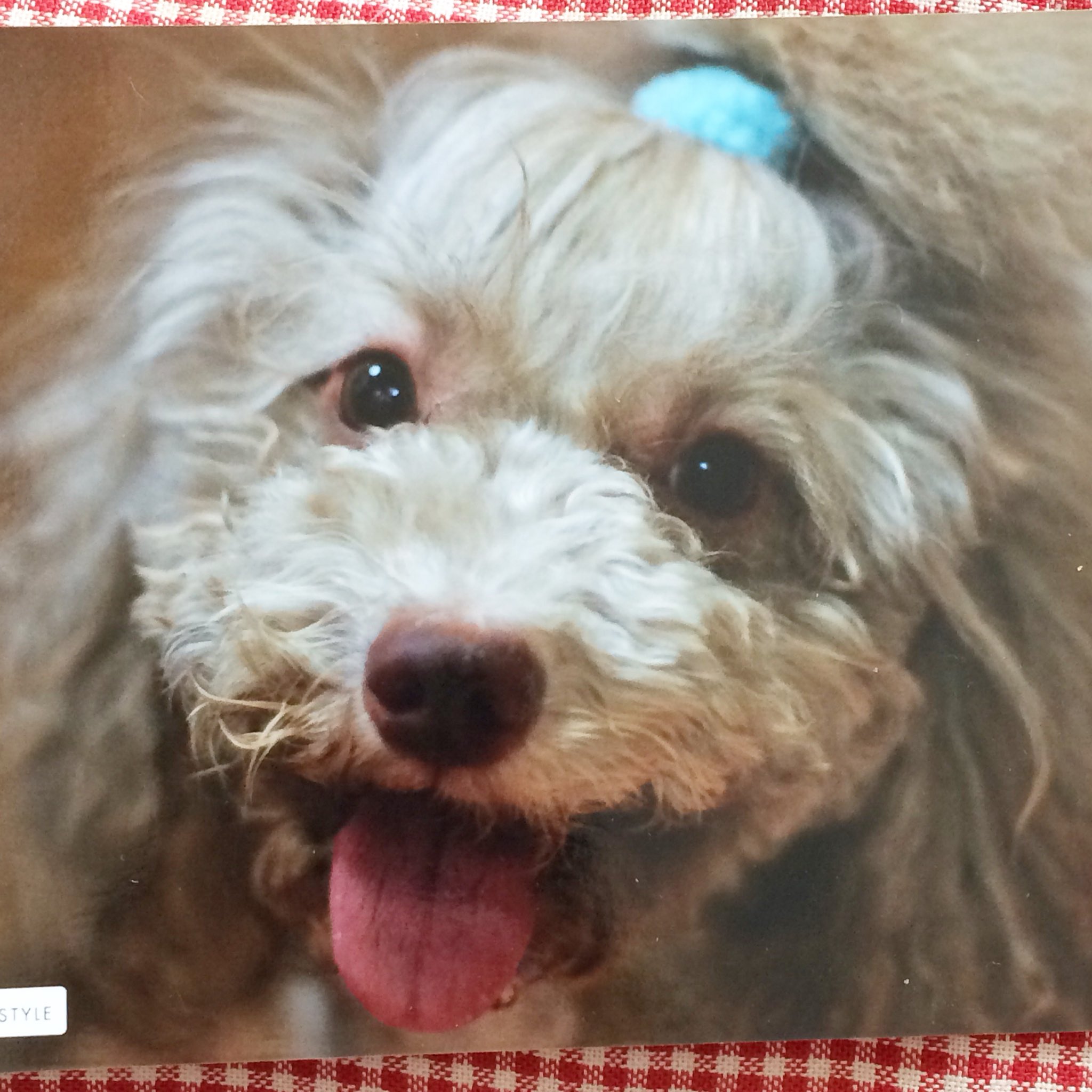 フロリネフ Twitter Search Twitter