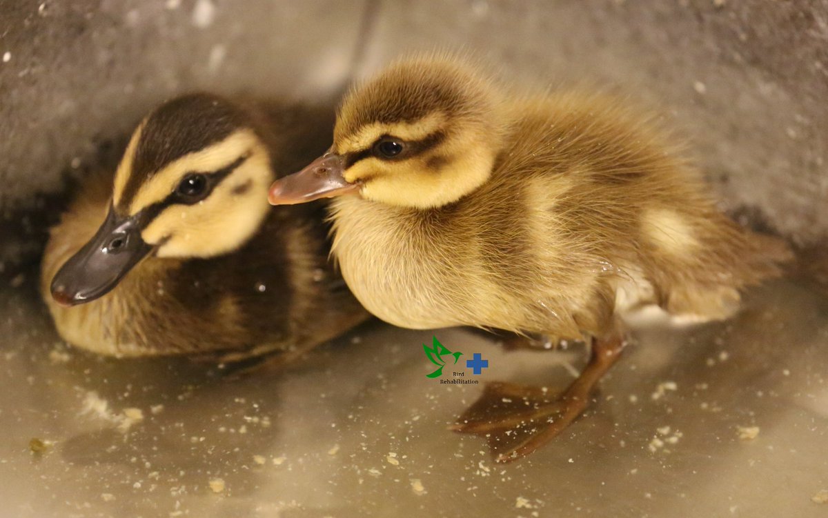 BirdRehabilita1's tweet photo. Just a bit too cute ππ¦
#funwithducks #ducklings #cute #nz #bird #birdbath https://t.co/7PFVJdBVy0
