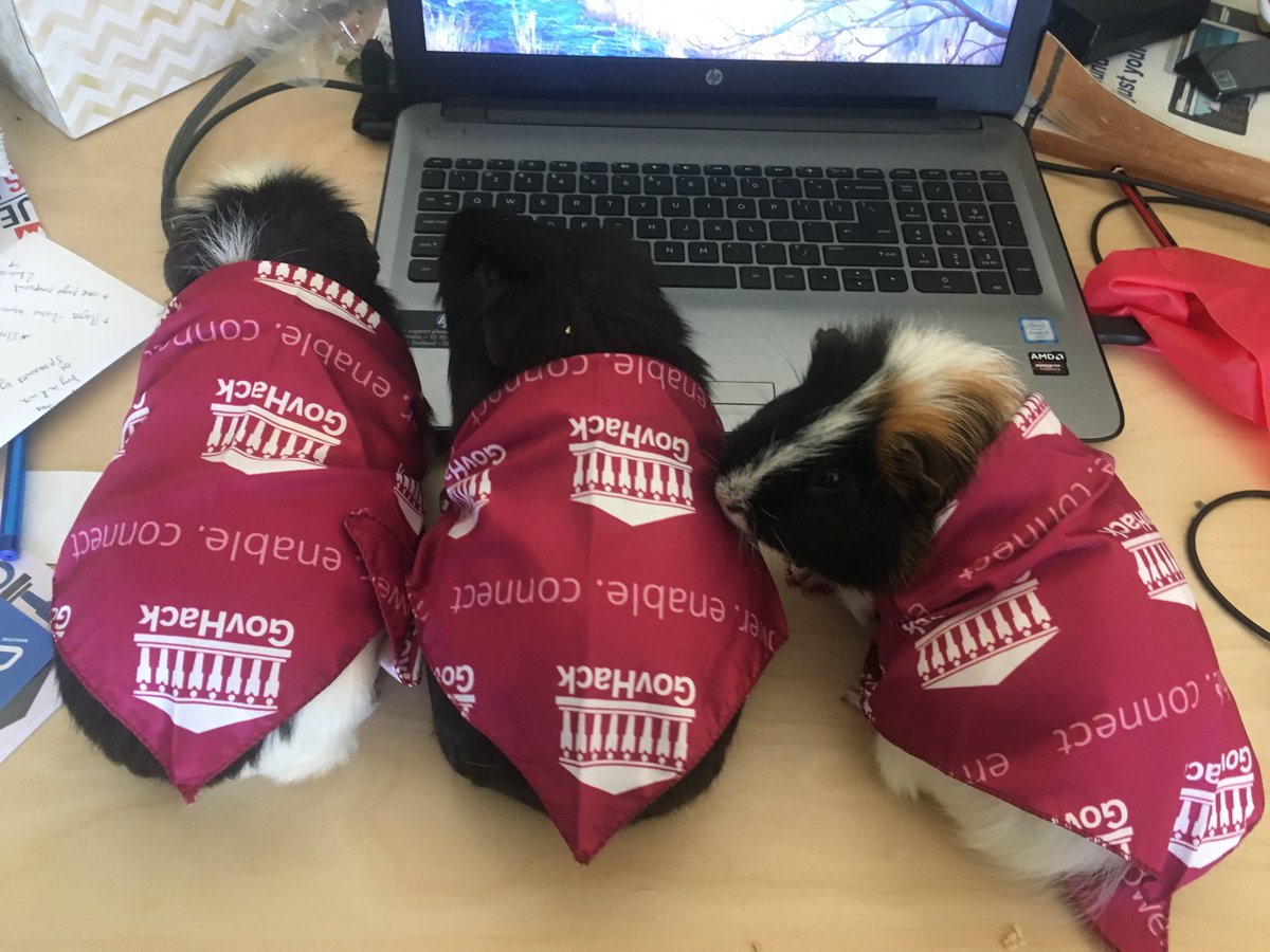 govhackwa's tweet image. another contender for the new bounty award: &quot;best use of GovHack bandana?&quot; #govhack