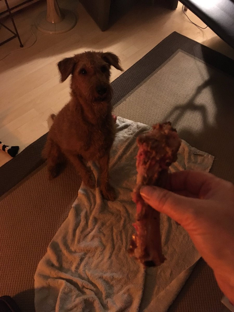 DublinIrishPup's tweet photo. #Steakbone with meat on it oh yum #pals itโs my lucky ๐ nite ๐๐๐พ https://t.co/dL8W7I5Yup