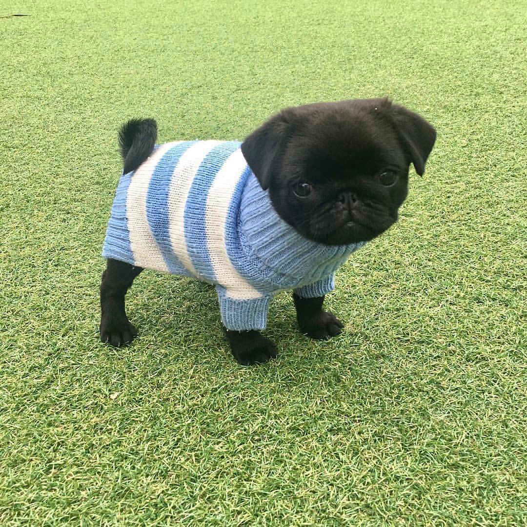 When you're ready to accept it's not going to get warm again this year... 😅😔🌨☔
-
<a href="/ralphie/">ralph vaughn</a>.thepug 
-️