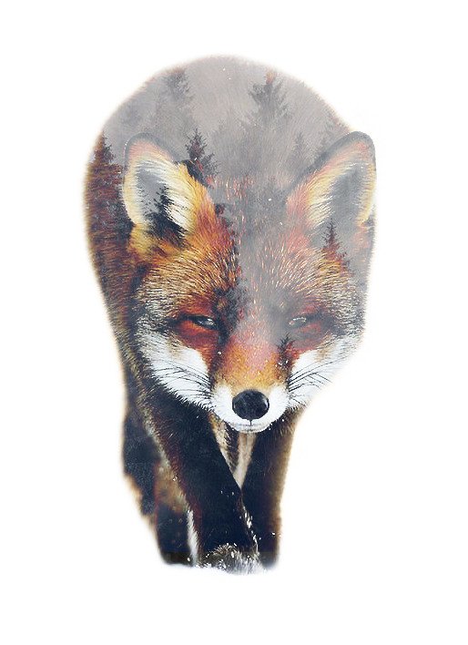Jordanne_Bowen's tweet photo. "Sly" 2016
©JordanneBowen
#jbstudios #doubleexposure #digitalart #digitalmanipulation #blend #nature #beauty #landscape #art #artist #artistsofinstagram #art2018 #animal #combine #scenic #luontostills #series #environment #wildlife #overlay #aesthetics #fox https://t.co/6yPau6e97p