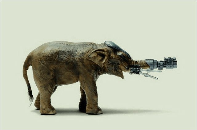 Странные танки. Енот с автоматом. Собака в каске военной. Картинки животных с оружием. Вооружение животных.