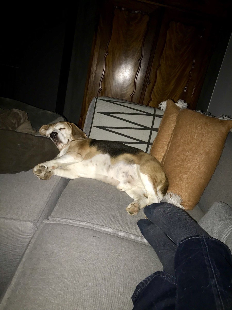 DexTheBeagle's tweet photo. Dad crashed and I just didn’t make it to my basket as well... https://t.co/Rof32roSIX