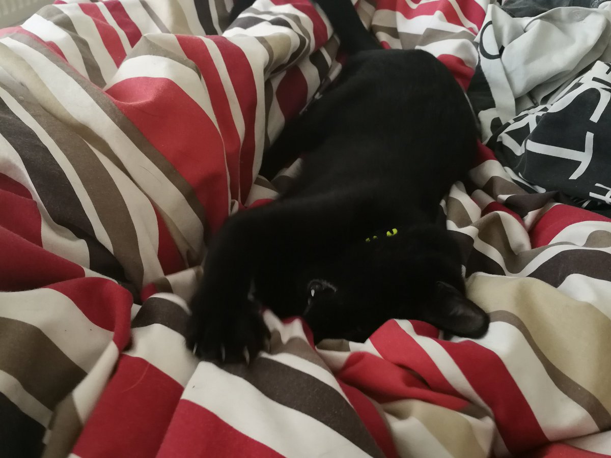 paws_sir's tweet photo. "I am a vecious killer of men and duvets, worship the over Lord" #Caturday #meowpost #paws4overlord #fluffywrath #CatsOfTwitter #AllMustServe https://t.co/6WAChaaQlL
