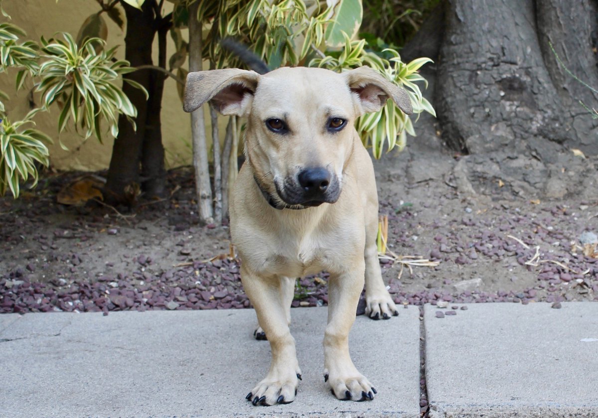 45+ Dachshund Beagle Mix