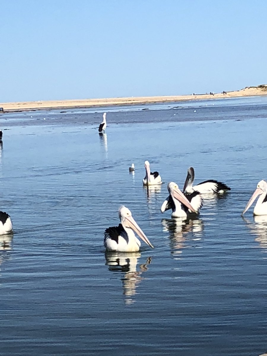_Jo_3's tweet image. #ALittleBitOfPeaceForYa @ErnestoRiley ❤️ #AussieSunshine #LongJetty #TheEntrance #Pelicans