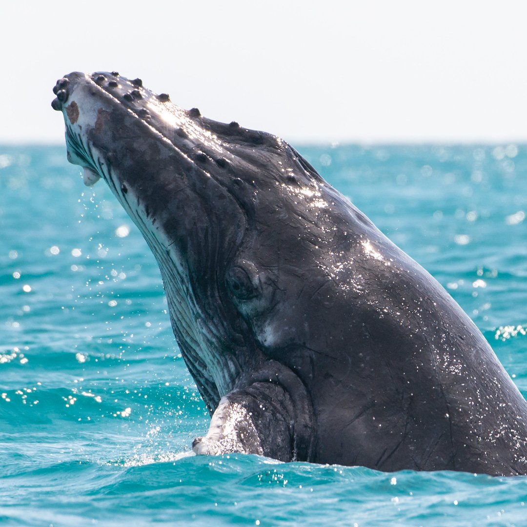WestAustralia's tweet photo. Seriously, is there anything more adorable than a humpback whale calf playing? 😍 (via IG/alexkyddphoto at #CoralBay) @thecoralcoast #justanotherdayinWA https://t.co/rEbHSLDLAg