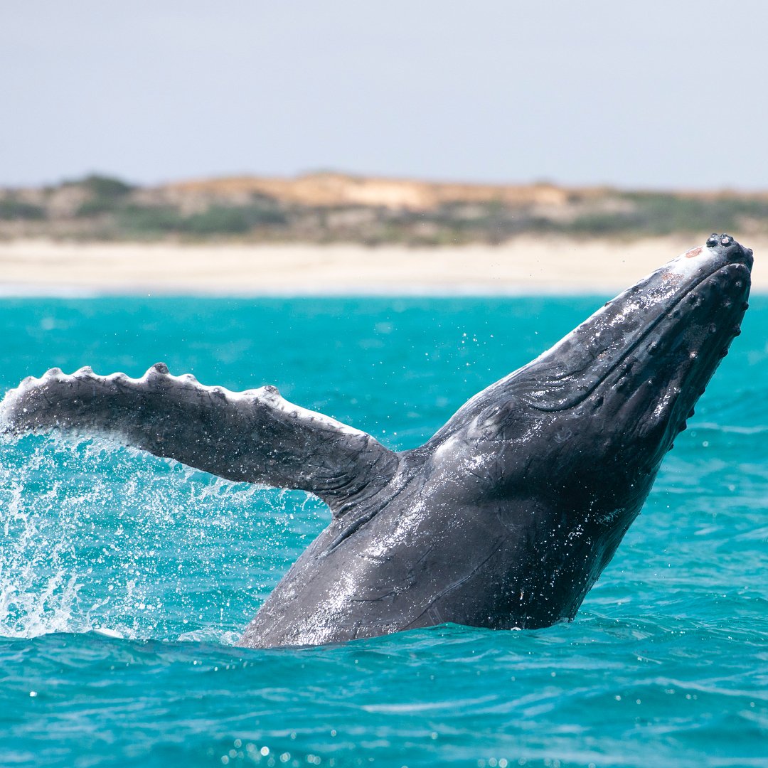 WestAustralia's tweet photo. Seriously, is there anything more adorable than a humpback whale calf playing? 😍 (via IG/alexkyddphoto at #CoralBay) @thecoralcoast #justanotherdayinWA https://t.co/rEbHSLDLAg