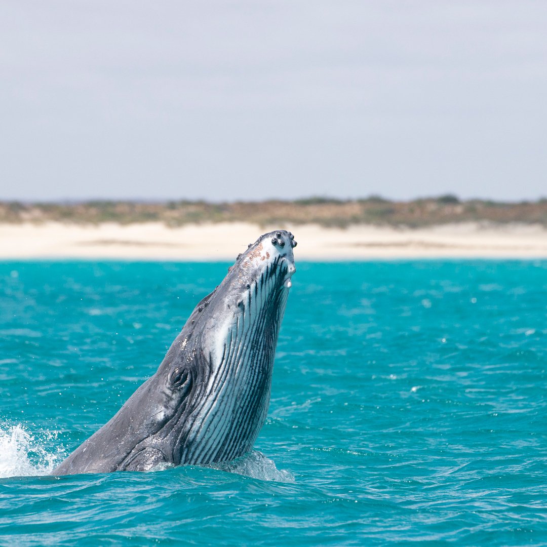 WestAustralia's tweet photo. Seriously, is there anything more adorable than a humpback whale calf playing? 😍 (via IG/alexkyddphoto at #CoralBay) @thecoralcoast #justanotherdayinWA https://t.co/rEbHSLDLAg