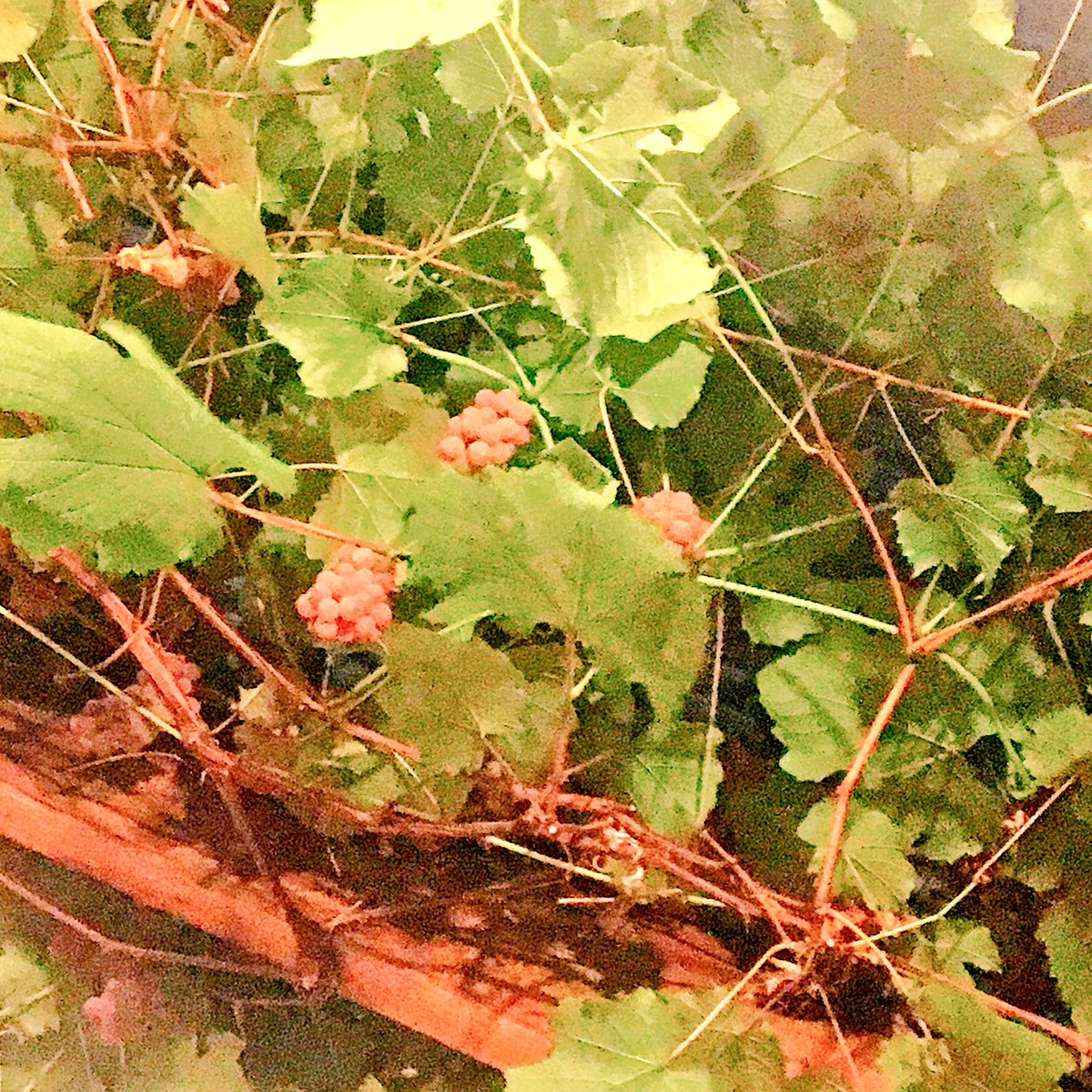 flowershower8's tweet photo. 韓国料理屋さんのお店の天井にぶどう畑が広がっていました🍇おしゃれすぎる🍇
その場で収穫して提供してくださいました😆✨😋🍇

#ぶどうの木 #松屋 #韓国料理屋さんの屋根の上 https://t.co/CDFIrouSF3