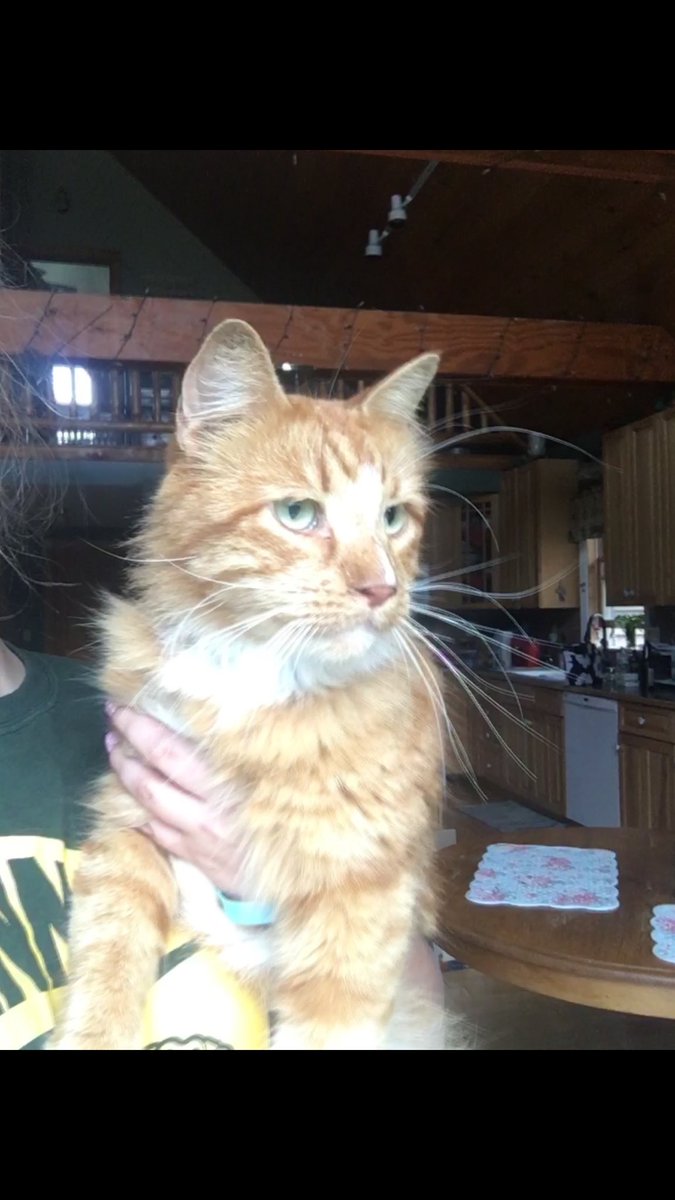 BrylskiRachel's tweet photo. ELMA/ EAST AURORA AREA: I found this cat in my drive way. Seems to be a male and he’s lost. He has a blue collar on. I let him go thinking he was a outdoor cat but someone told me he was in EA. Please Rt and help me find his owners. He keeps coming and meowing on my doorstep 😔💔 https://t.co/7YwLUaxO9q