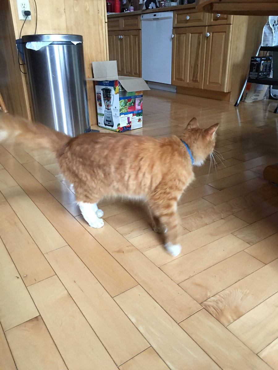 BrylskiRachel's tweet photo. ELMA/ EAST AURORA AREA: I found this cat in my drive way. Seems to be a male and he’s lost. He has a blue collar on. I let him go thinking he was a outdoor cat but someone told me he was in EA. Please Rt and help me find his owners. He keeps coming and meowing on my doorstep 😔💔 https://t.co/7YwLUaxO9q