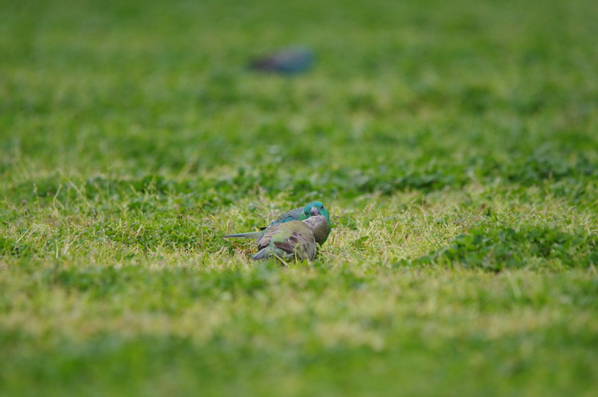 CavalloDelMare's tweet photo. Baby red-rumped parrot gets a feed.
#wildmelbourne #DightsFalls @ParksVictoria @MelbourneWater #RememberTheWild #WildOz #OzBirds #Abbotsford #ParrotOTD https://t.co/YgP6ucoTme