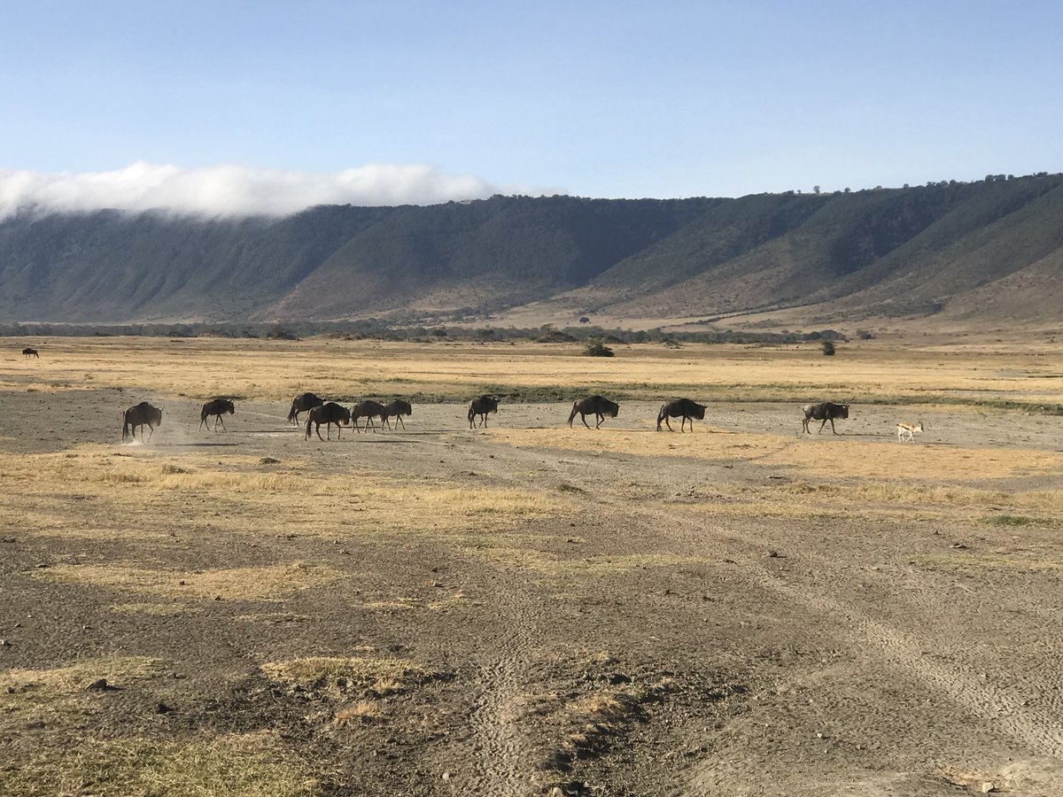 Enjoying the beauty of nature @NgorongoroNationalPark.  Africa is beautiful