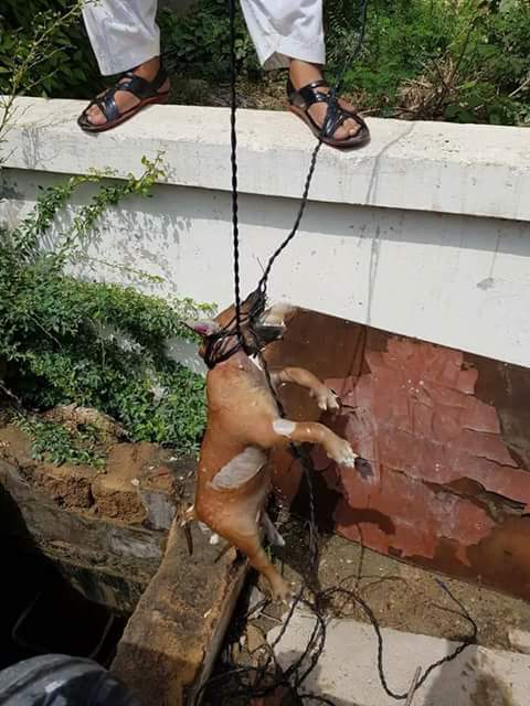 RidaCh_Mux's tweet photo. #RT #KarachiWaterBoard #SakhiHassan #WaterHydrant
کراچی واٹر بورڈ کے سخی حسن ہائیڈرنٹ کے ٹینک سے مردہ کتا برآمد۔
کتا کئی روز قبل ٹینک میں گرکر مرا تاہم یہاں سے کئی روز تک عوام کو بلا تعطل پانی کی فراہمی جاری رہی
@ImranKhanPTI
@PTIofficial
@ShkhRasheed
#DamsForPakistan https://t.co/o2RVaXnCra