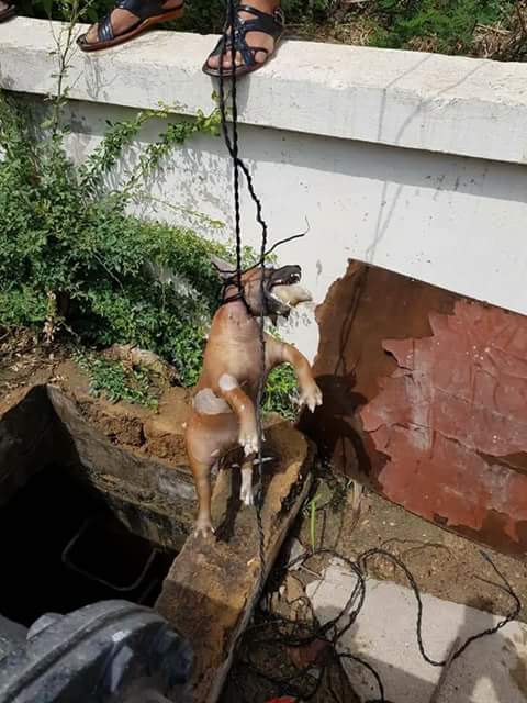 RidaCh_Mux's tweet photo. #RT #KarachiWaterBoard #SakhiHassan #WaterHydrant
کراچی واٹر بورڈ کے سخی حسن ہائیڈرنٹ کے ٹینک سے مردہ کتا برآمد۔
کتا کئی روز قبل ٹینک میں گرکر مرا تاہم یہاں سے کئی روز تک عوام کو بلا تعطل پانی کی فراہمی جاری رہی
@ImranKhanPTI
@PTIofficial
@ShkhRasheed
#DamsForPakistan https://t.co/o2RVaXnCra