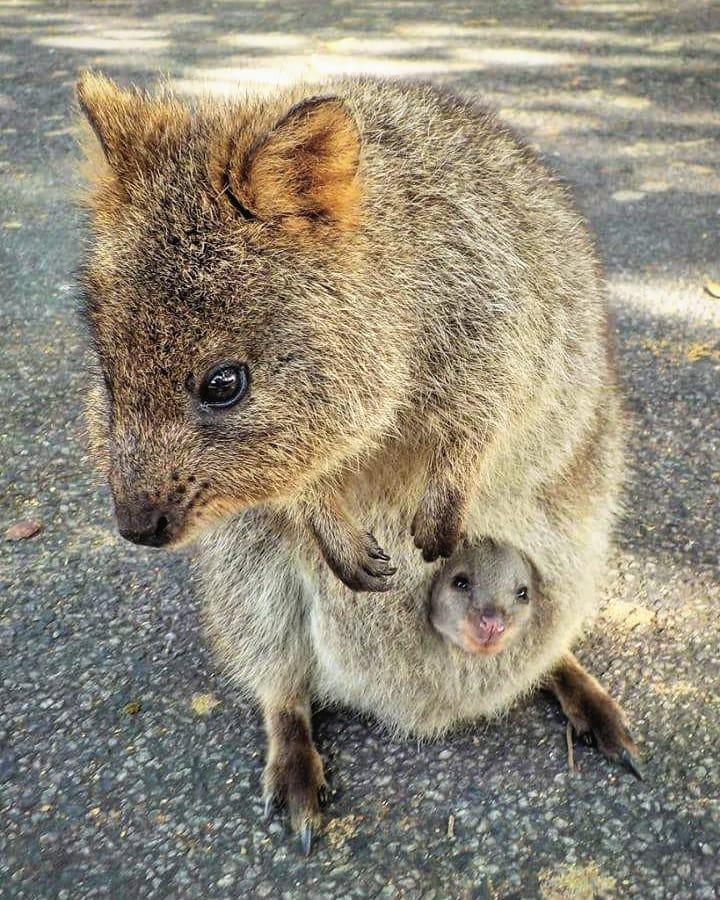 Australia's tweet photo. Fun fact: Quokkas learn to smile for the camera before they've even left Mum's pouch 😆

(via IG/ludi_claudia on @RottnestIsland in @WestAustralia) #SeeAustralia https://t.co/EwyKsd2s7R